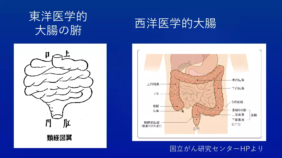 東洋医学へのいざない 生理学編② 臓腑経絡学の世界（肺・大腸） | Dr